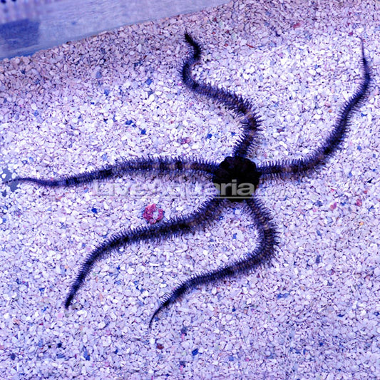 Brittle Sea Star, Fancy