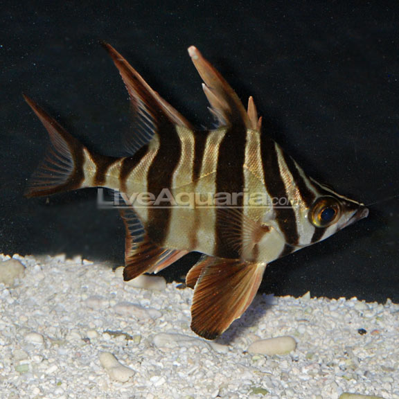 Old Wife Fish – LiveAquaria