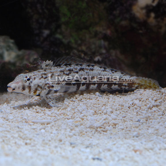 Lizard Blenny – LiveAquaria