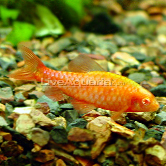 Albino Cherry Barb