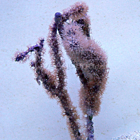 Purple Tree Gorgonian Sea Fan