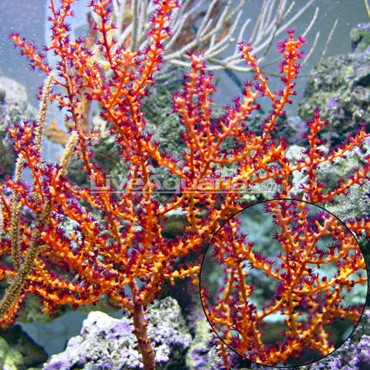 Orange Tree Gorgonian Sea Fan