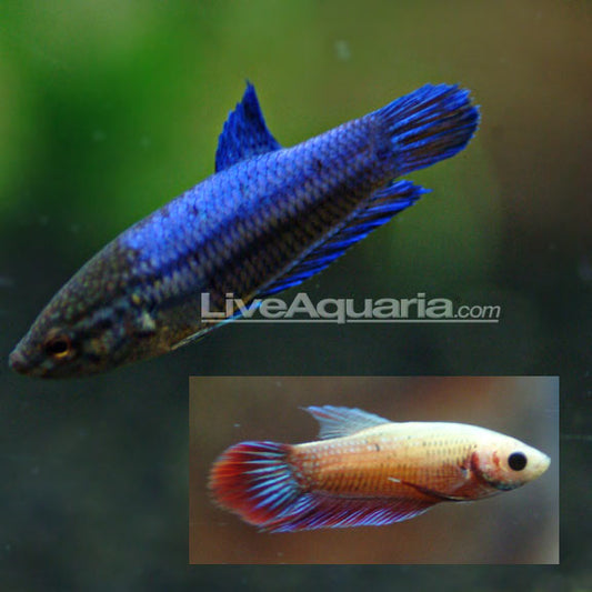 Veiltail Betta, Female
