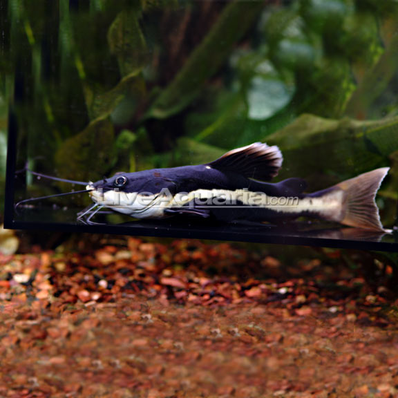 Tropical Fish for Freshwater Aquariums: Redtail Cat Large Catfish ...