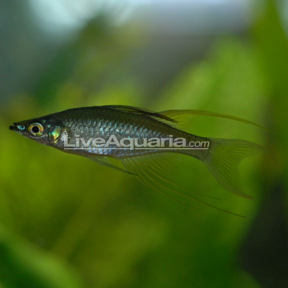 Threadfin Rainbow: Tropical Fish for Freshwater Aquariums – LiveAquaria