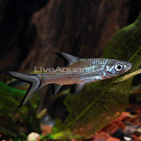 Bala Shark: Tropical Fish for Freshwater Aquariums – LiveAquaria