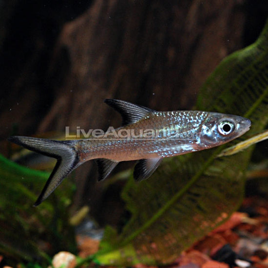 Bala Shark: Tropical Fish for Freshwater Aquariums – LiveAquaria