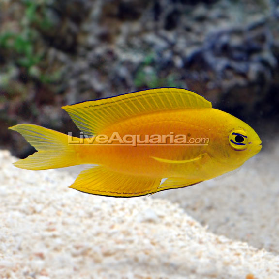 Damselfish: Blue, Yellow and other Types of Damselfish Species for Sale ...