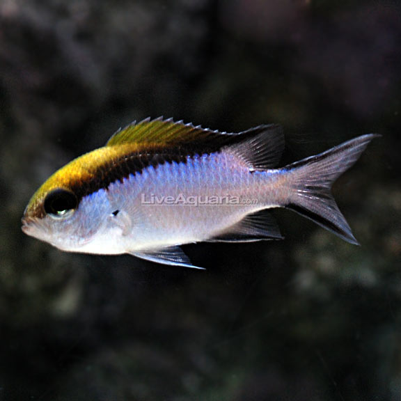 Chromis for Sale: Blue and Green Chromis and other Reef Species ...