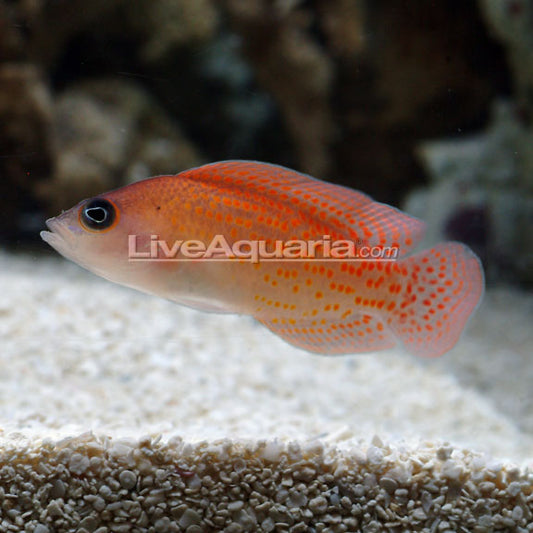 Red Spotted Pseudochromis