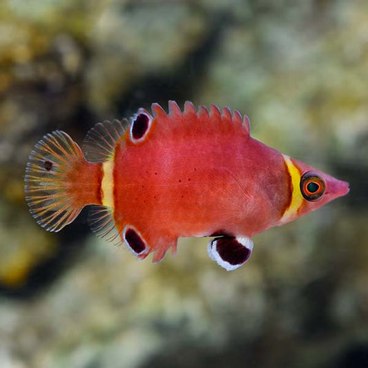 Banded Possum Wrasse