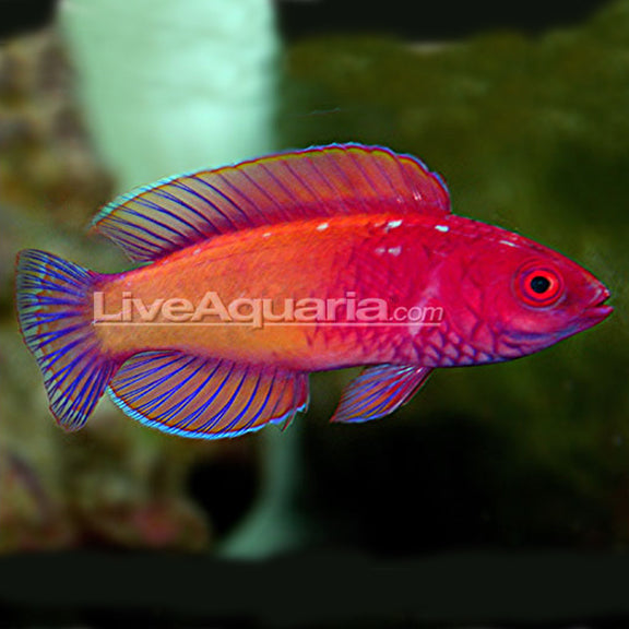 Red Velvet Wrasse