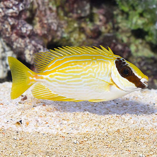 Foxface & Rabbitfish | Marine Fish – LiveAquaria