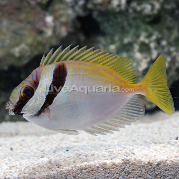 Foxface & Rabbitfish | Marine Fish – LiveAquaria