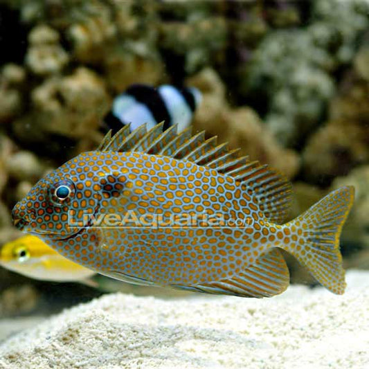Dotted Rabbit Fish Foxface & Rabbitfish | Marine Fish – LiveAquaria