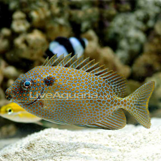 Gold Spotted Rabbitfish – LiveAquaria