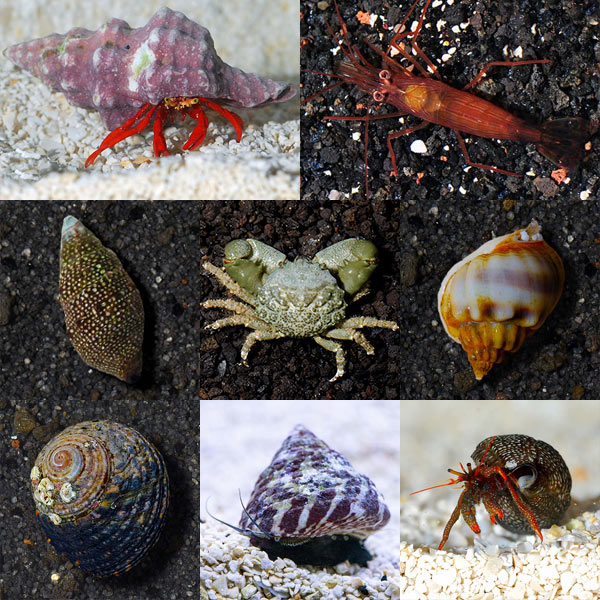 Basic & Deluxe Caribbean Reef Packages