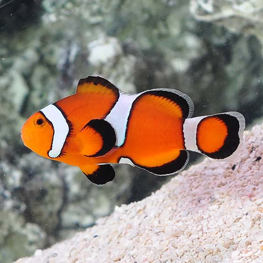 Captive-Bred Mocha Misbar Ocellaris Clownfish