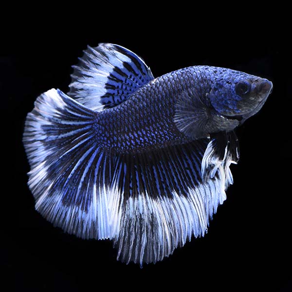 Halfmoon Butterfly Betta | Freshwater Betta fish (Betta splendens) at LiveAquaria