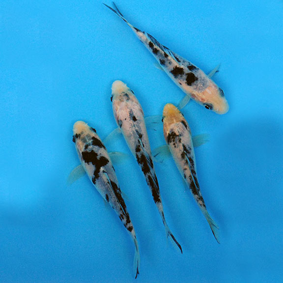 Black & White Koi , Malaysia