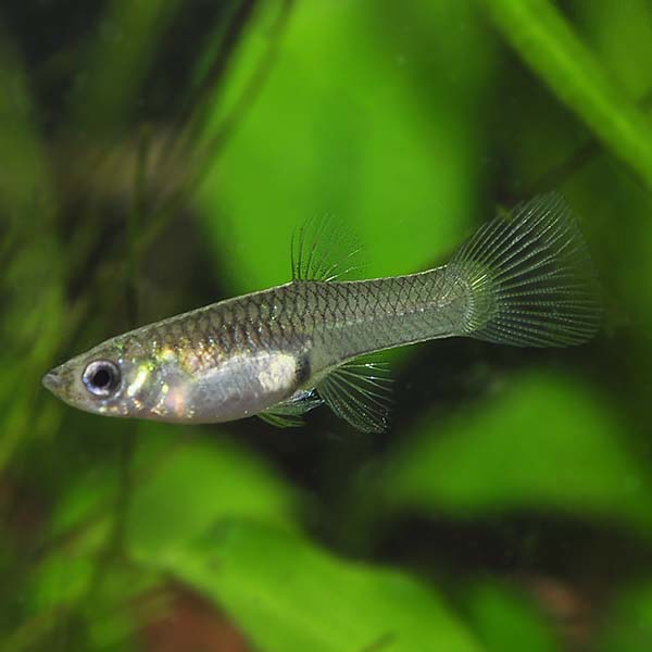 Endler's Livebearer