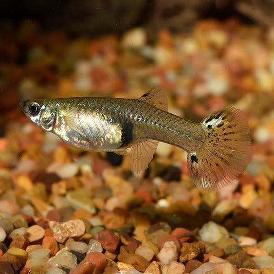 Green Cobra Guppy, Female