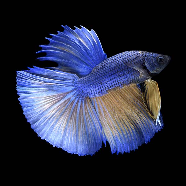 Halfmoon Betta, Male