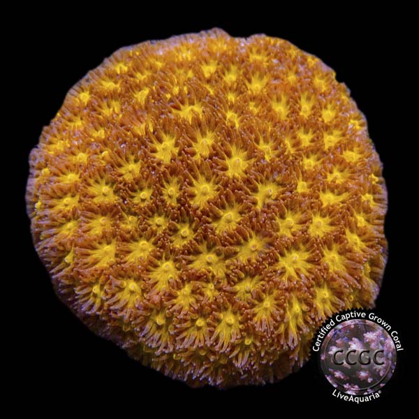 Mystery Coral