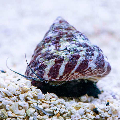 Banded Trochus Snail: Saltwater Invertebrates for Marine Aquariums ...
