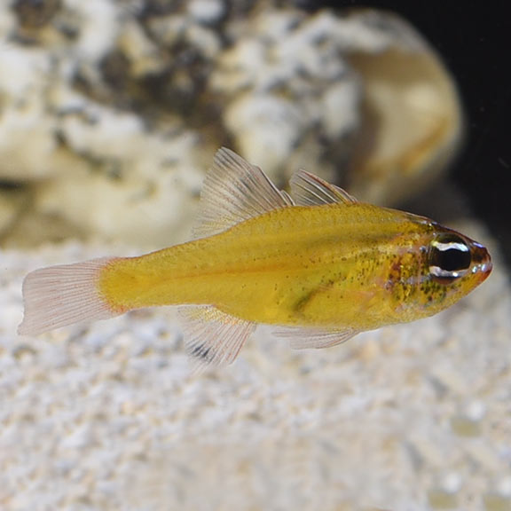 Cardinalfish | Marine Fish – LiveAquaria