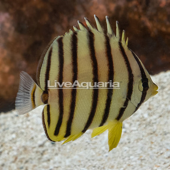 Eight Banded Butterflyfish | Marine Fish – LiveAquaria