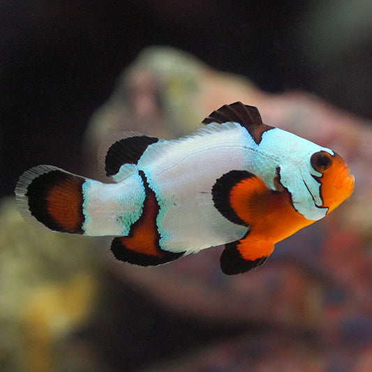 Captive-Bred Black Ice Clownfish