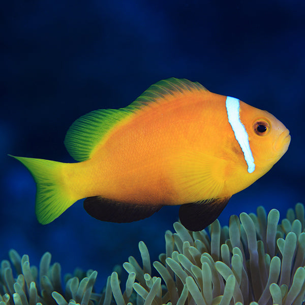 Blackfoot Clownfish