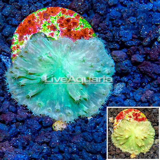 LiveAquaria® CCGC Aquacultured Green Cabbage Leather Coral Frag