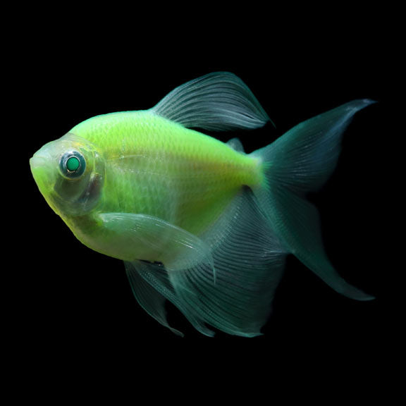 GloFish®, Electric Green® Longfin Tetra