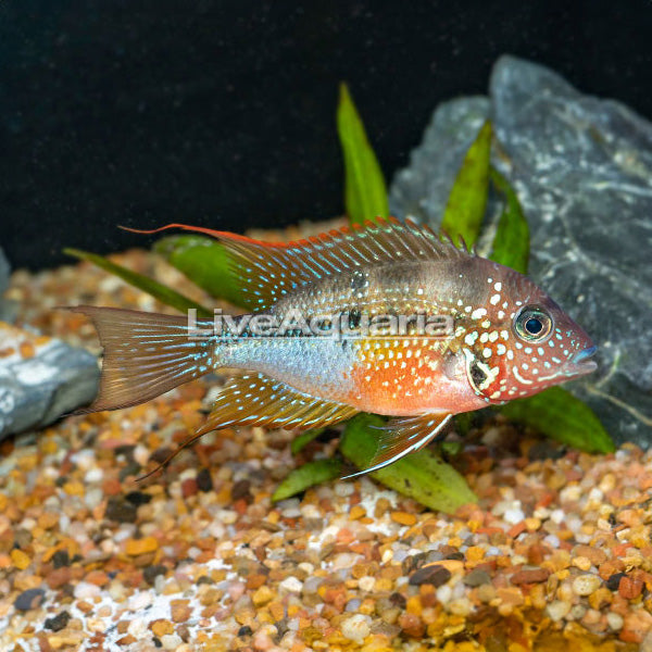 Elliot Fish Ellioti Cichlid | New Freshwater Fish – LiveAquaria