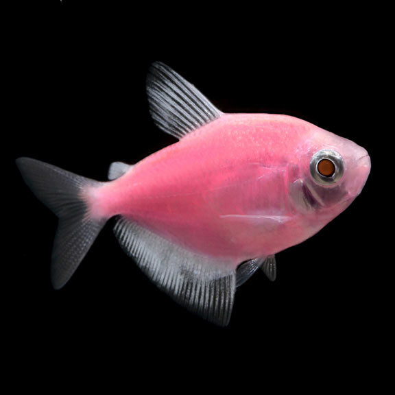 Pink Clear Fish GloFish®, Moonrise Pink® Tetra: Tropical Fish for Freshwater Aquariums ...