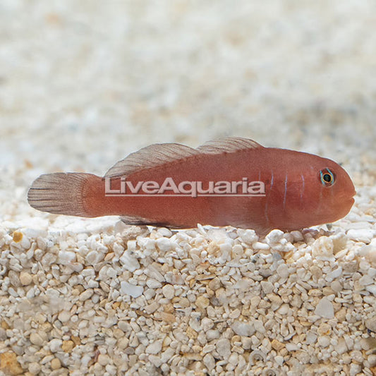 Warthead Goby