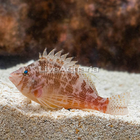 Bleeker's Hawkfish