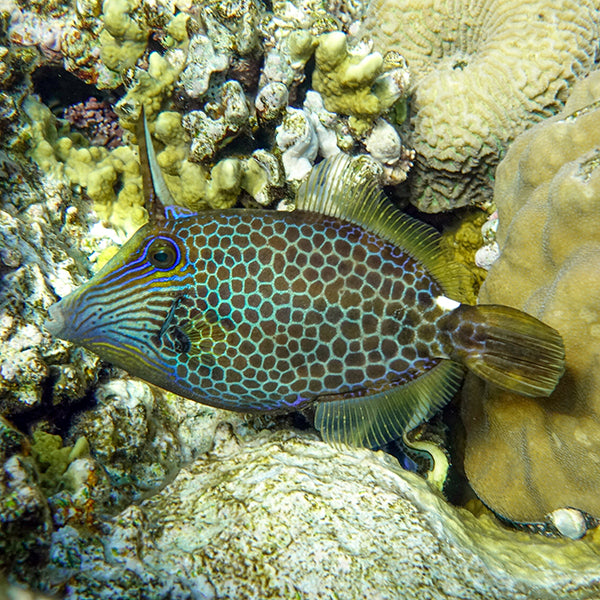 Yellow File Fish Filefish | Marine Fish – LiveAquaria