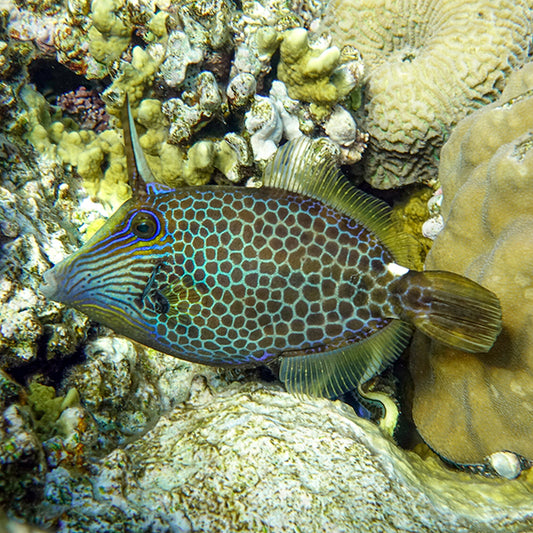 Honeycomb Filefish