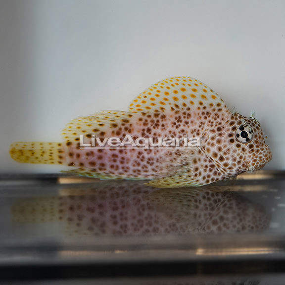 Leopard Blenny | Marine Fish – LiveAquaria