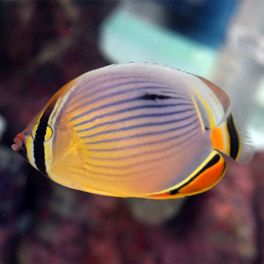 Melon Butterflyfish EXPERT ONLY