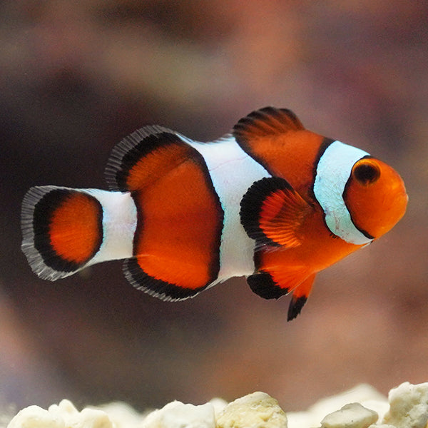 Captive-Bred Mocha Ocellaris Clownfish