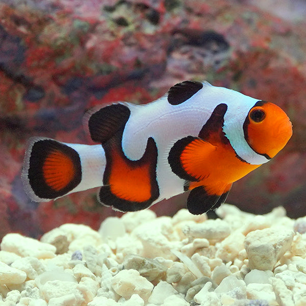 Captive-Bred MochaVinci Clownfish