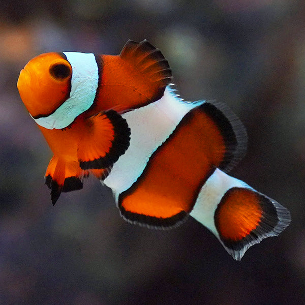 Captive-Bred Mocha Ocellaris Clownfish