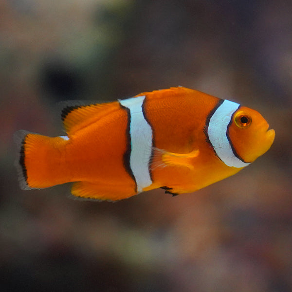Captive-Bred Onyx Percula Clownfish