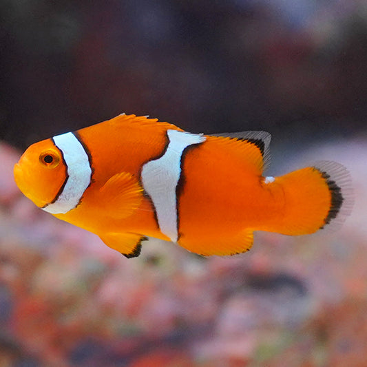 Captive-Bred Onyx Percula Clownfish