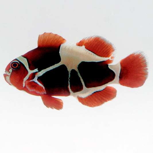 Captive-Bred Peacekeeper Maroon Clownfish