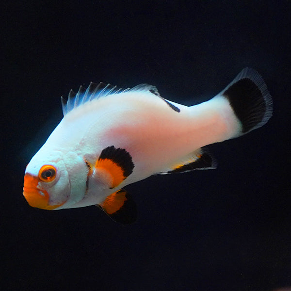 Captive-Bred Platinum Percula Clownfish